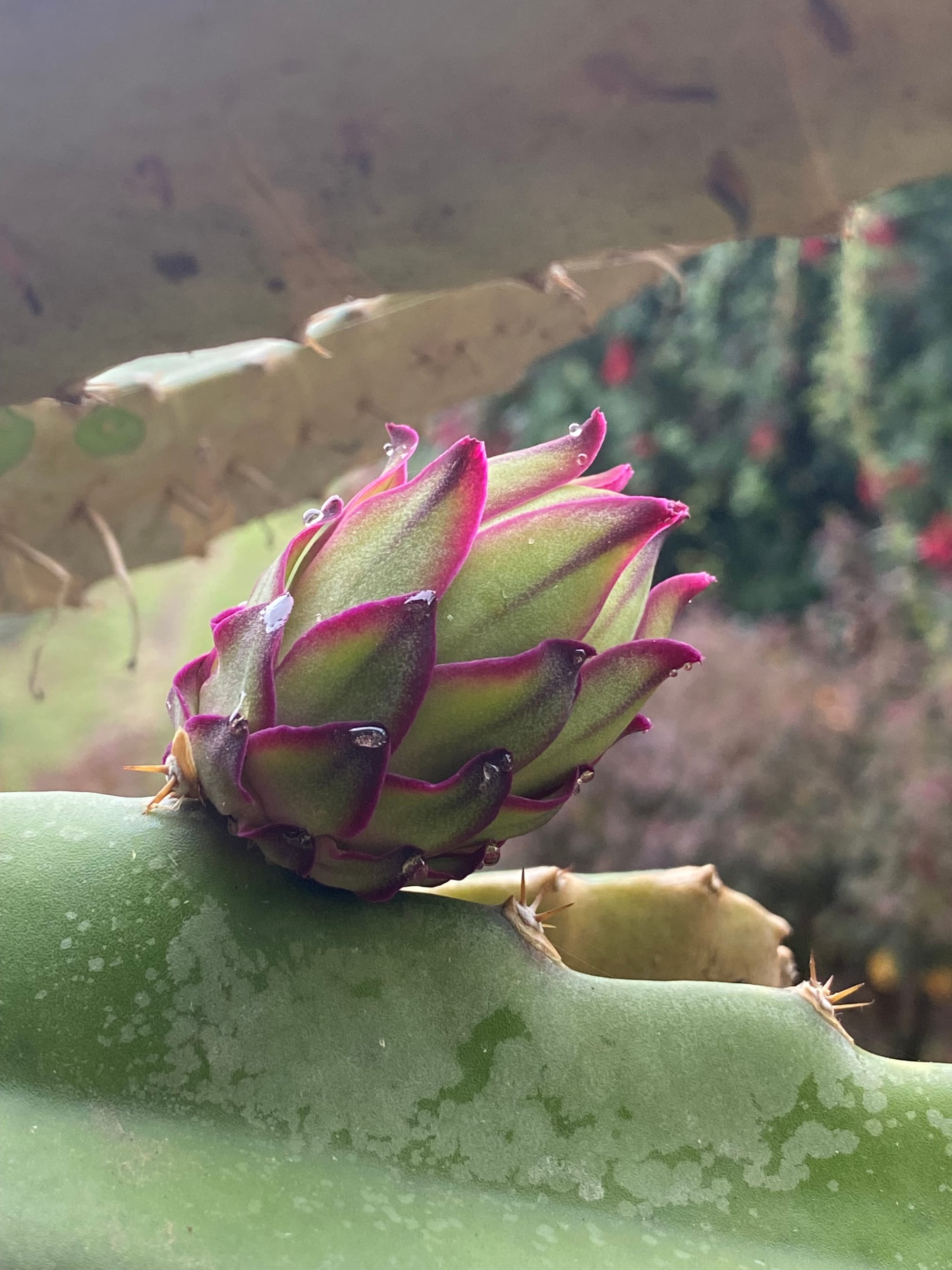 Dragon Fruit