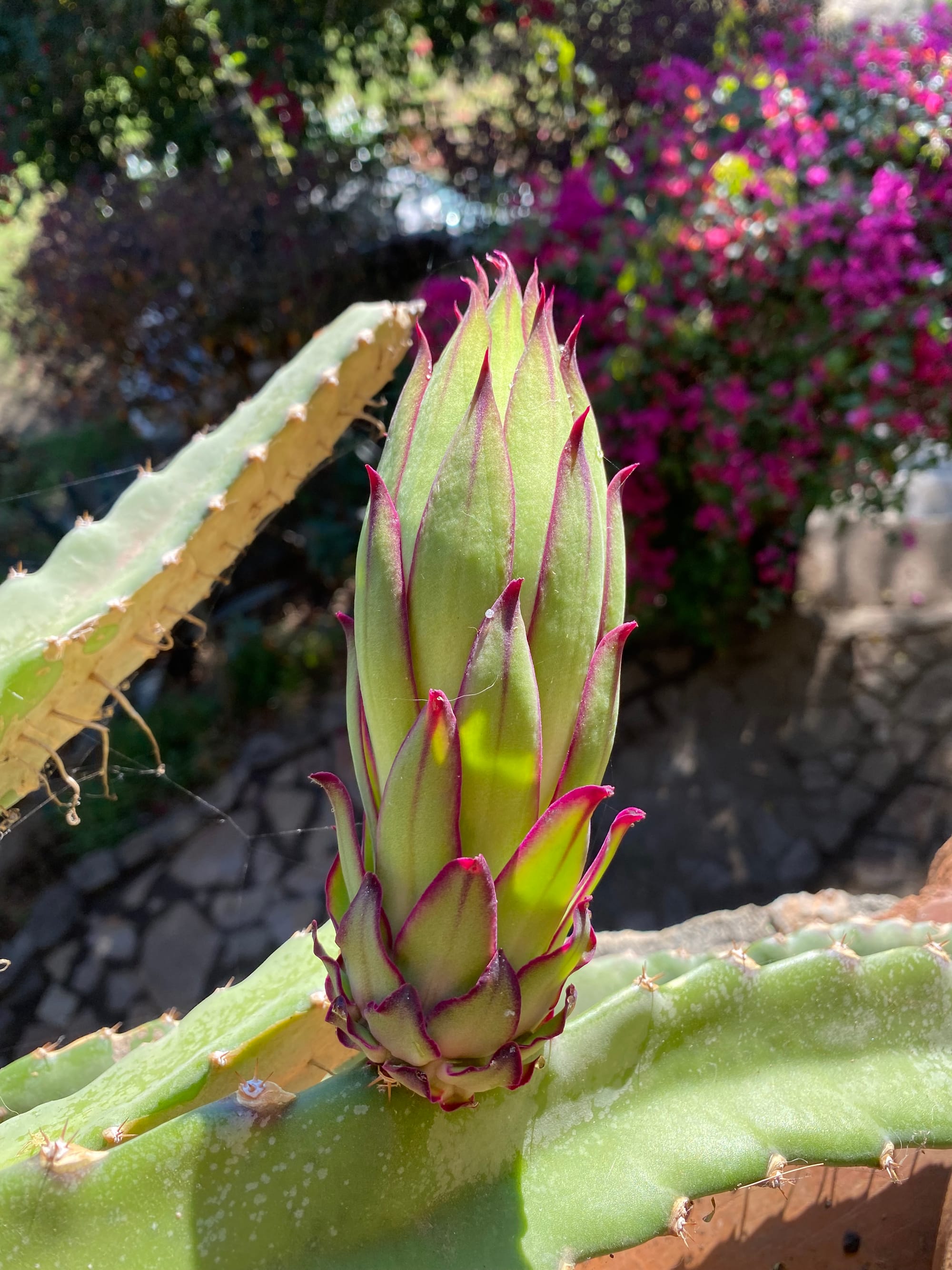 Dragon Fruit