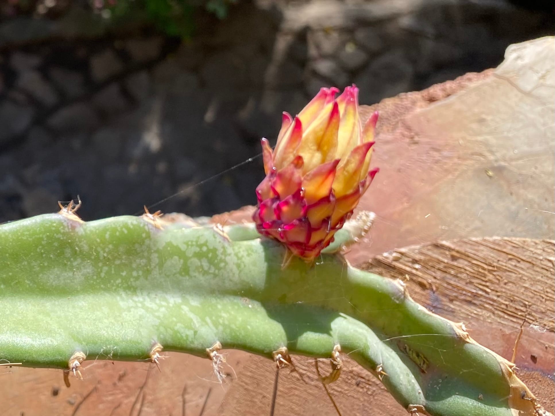 Dragon Fruit