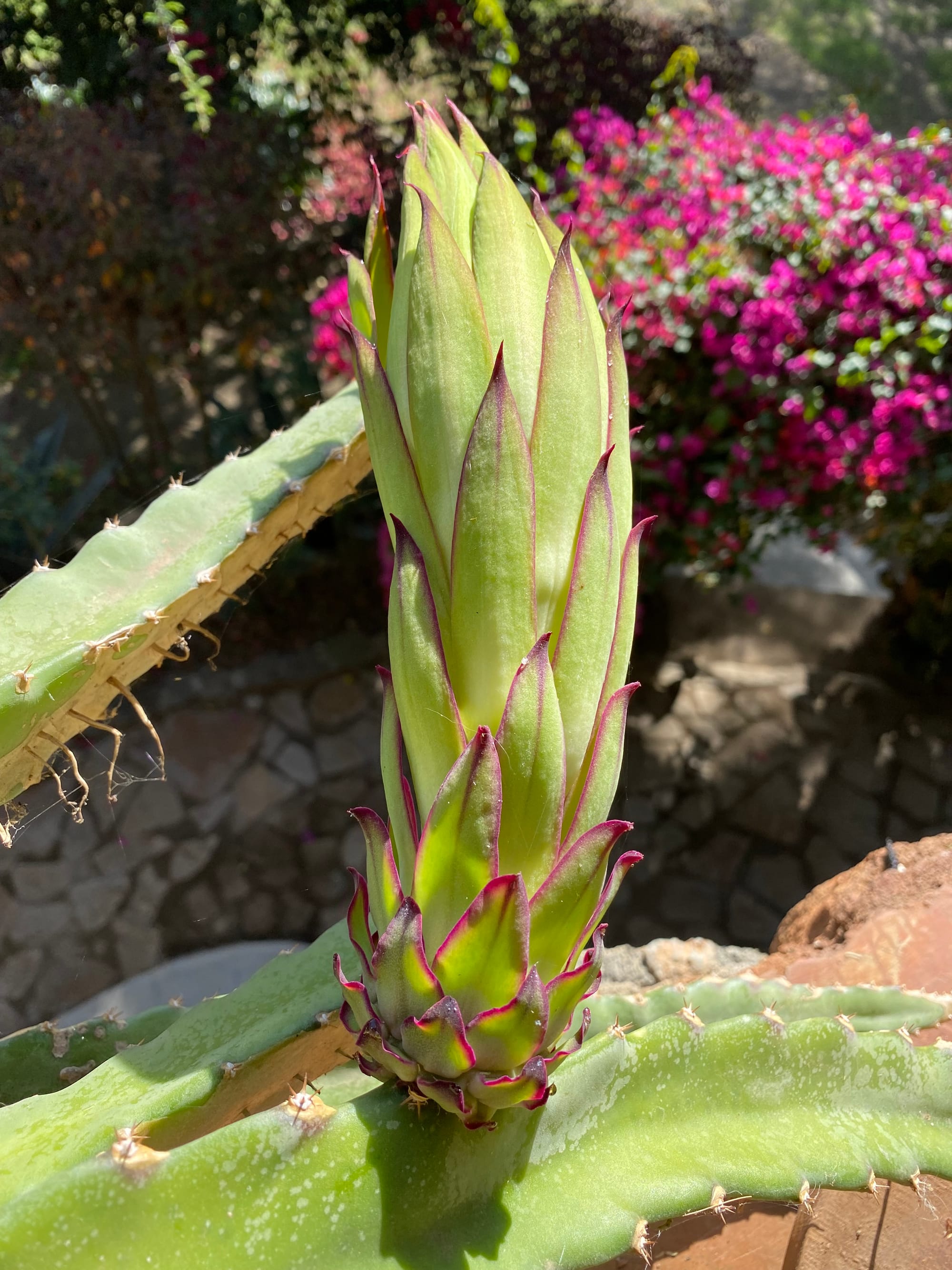 Dragon Fruit