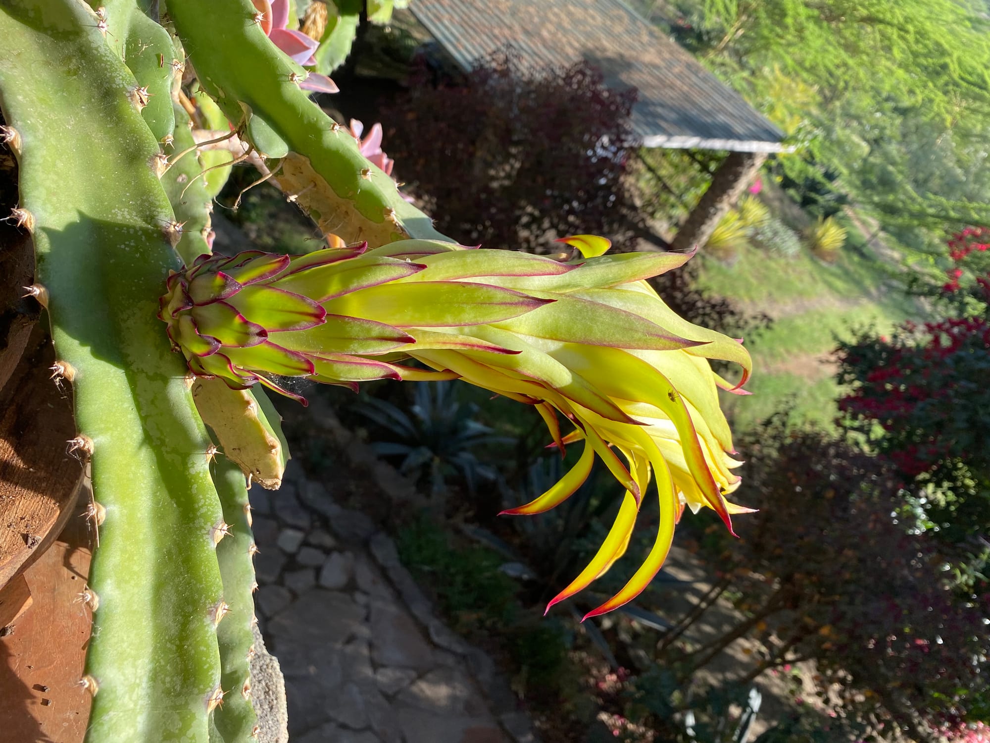 Dragon Fruit